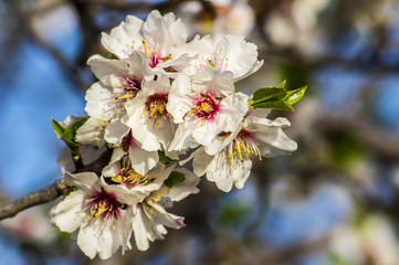 Fiore di Mandorlo con Ape, Bombo, Mosca