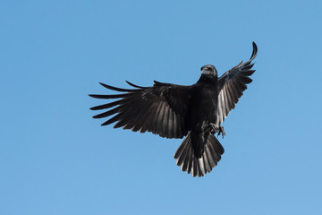Carrion Crow, Crow, Corvus Corone