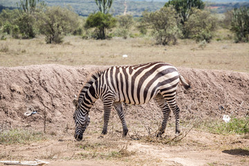 Fototapeta na wymiar Wild zebras grassing on savanna, Kenya