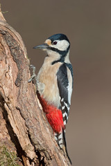 Woodpecker 