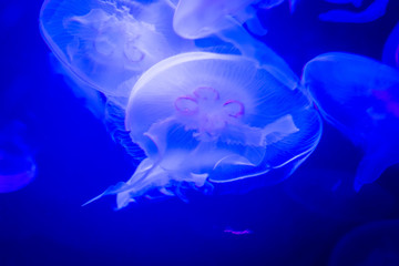 Jellyfish