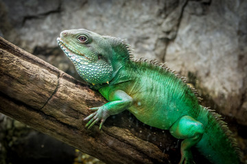 Lizard on a Branch