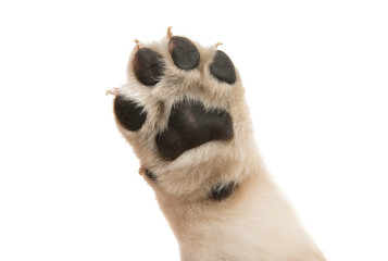 puppy paw isolated - Powered by Adobe