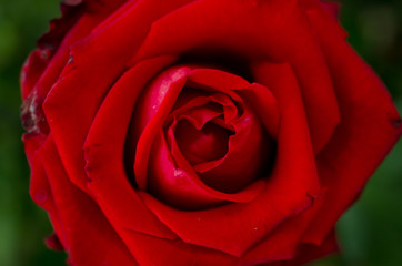 Fototapeta na wymiar Red Rose beautiful for Valentines Day background