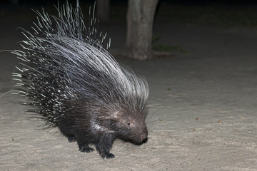 Cape porcupine or South African porcupine, (Hystrix africaeaustralis). Kalahari. Botswana