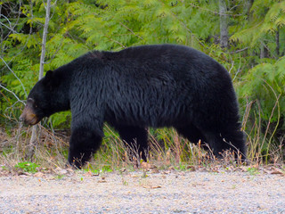 American Black Bear