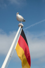 Möwe mit Deutschlandfahne