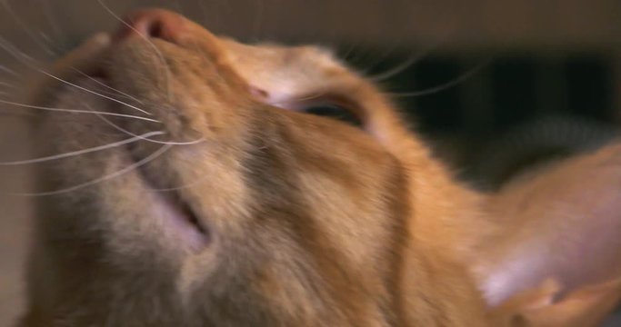 Orange tabby cat following a fly with its eyes and meowing angry
