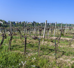 Fototapeta na wymiar detail of grape plant at vineyard in Grinzing, a wine village in