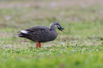 The lonely duck