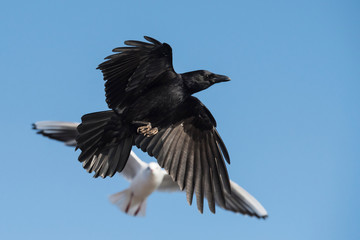Carrion Crow, Crow, Corvus Corone