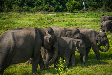 Elephants at Kawudulla, Minneriya national park in Sri Lanka © eranda