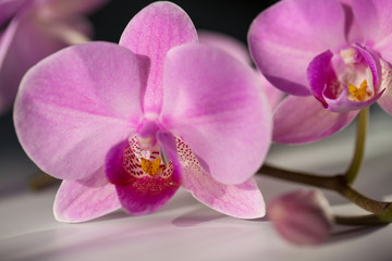 orchid flowers. Spa. Beautiful floral background