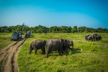 Elephants at Kawudulla, Minneriya national park in Sri Lanka - obrazy, fototapety, plakaty