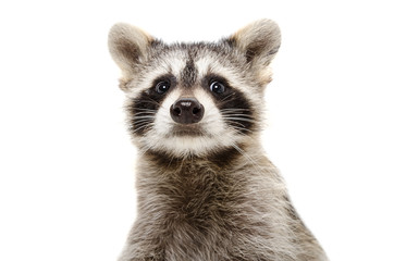 Portrait of a funny raccoon © sonsedskaya