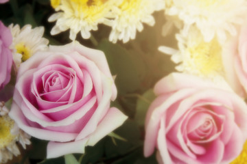 fresh beautiful pink rose and fragrance for love on valentine da