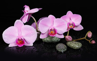 Fototapeta na wymiar orchid flowers and spa stones on wet background.