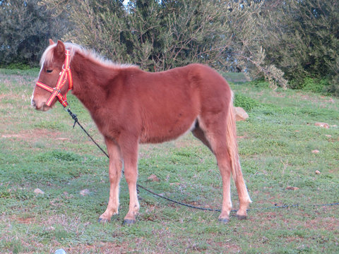 young foal in field with spanish flag briddle