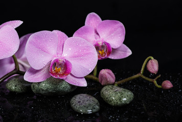 Obraz na płótnie Canvas orchid flowers and spa stones on wet background.