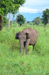 Fototapeta na wymiar Sri Lankan elephant (Elephas maximus maximus) in Uda Walawe National Park, Sri Lanka