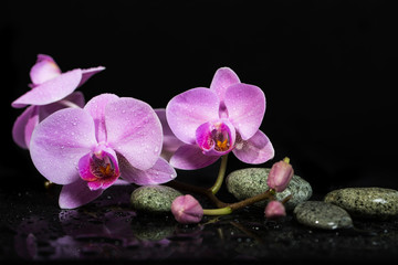 orchid flowers and spa stones on wet background.