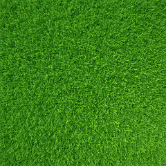 Obraz premium Green grass. natural background texture. high resolution. 3d rendering
