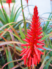 Naklejka na ściany i meble red hot poker type flower