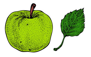 Apple and leaf. Vector hand drawn graphic illustration.