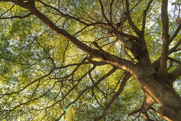 The tropical rainforest tree.