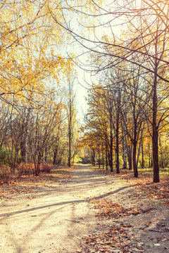 Colorful autumn landscape alley in the park in the fall sunny day.  Coloring and processing photo.