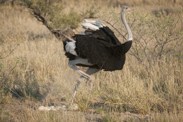 Ostrich or common ostrich (Struthio camelus) on nest. Kalahari. Botswana