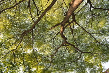 Fototapeta na wymiar The tropical rainforest tree.