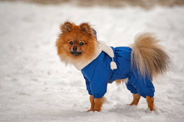 The puppy in the blue sweater,dress is staying and looking at you in winter with white scarf