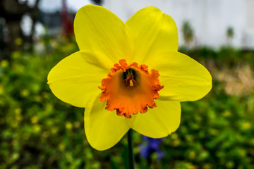 Obraz premium Osterblume