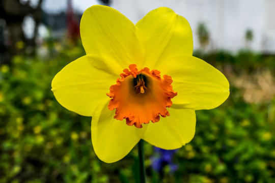 Osterblume