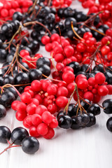 Naklejka na ściany i meble Schisandra chinensis or five-flavor berry. Aronia or chokeberry.