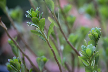 Green leaf in a garden. Shallow DOF and blurred image.