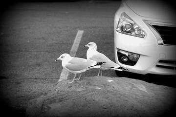 Two birds on the parking lot