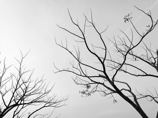 Fototapeta na wymiar Abstract Silhouette Dried tree monotone