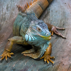 adult big iguana