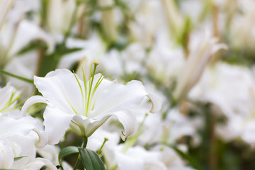 White lily flower in garden