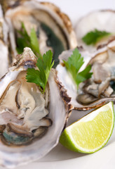 Fresh opened oysters with green on plate