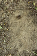 soil