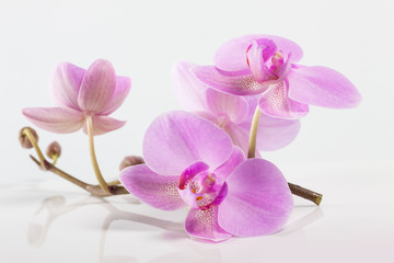 Fototapeta na wymiar orchid flowers. Spa. Beautiful floral background