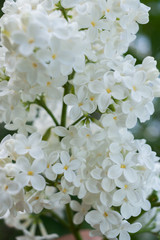 White flowers of lilac close-up. Selective focus.