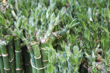 Lotus bamboo plant for Chinese festival decoration.