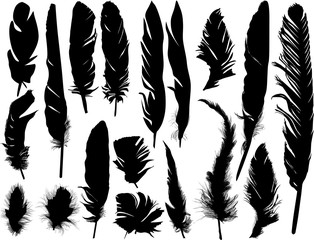 Obraz premium eighteen black feathers silhouettes on white