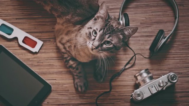 Cat surrounded by objects for entertainment