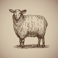 Sheep in sketch style. Vector illustration livestock drawn by hand. Farm animals on gray background.