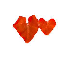 red leaf heart shape isolated, white background